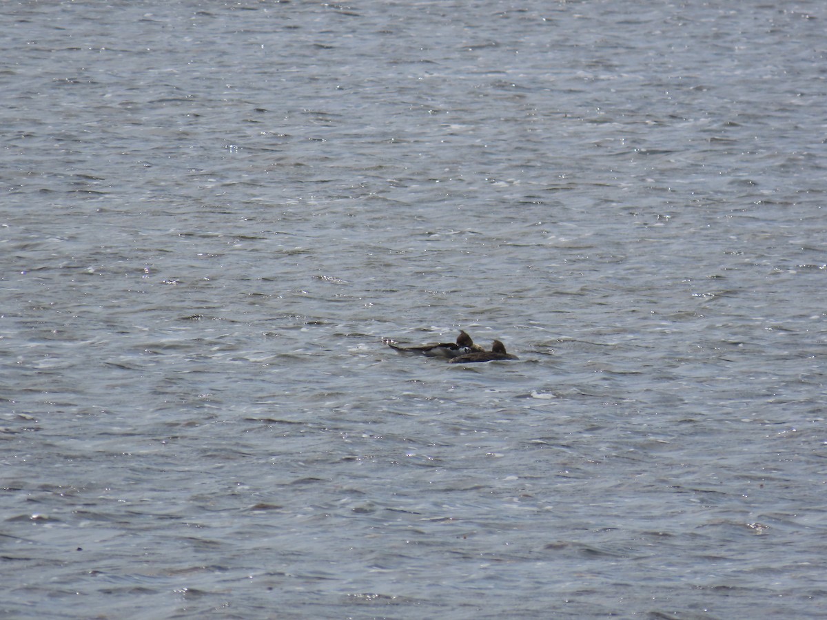 Red-breasted Merganser - ML463923221