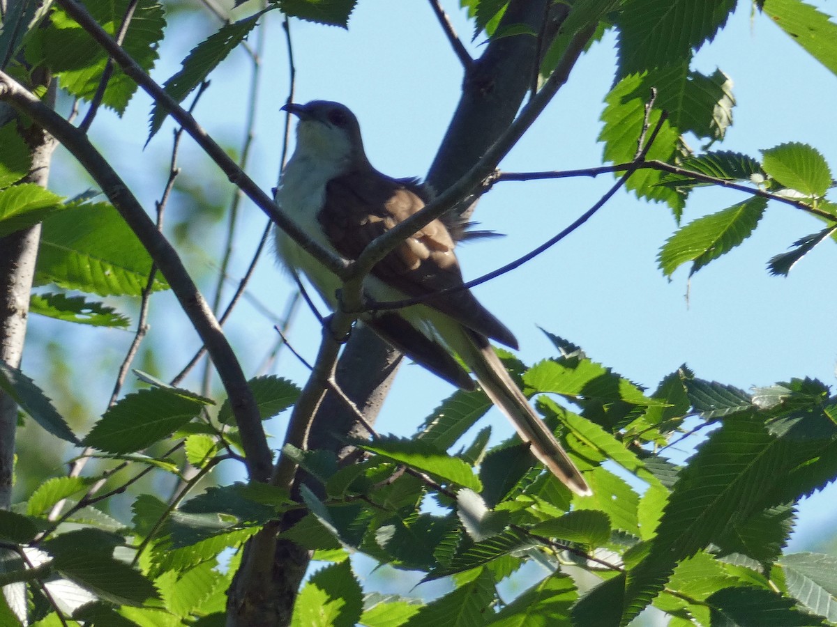 Black-billed Cuckoo - ML463924791