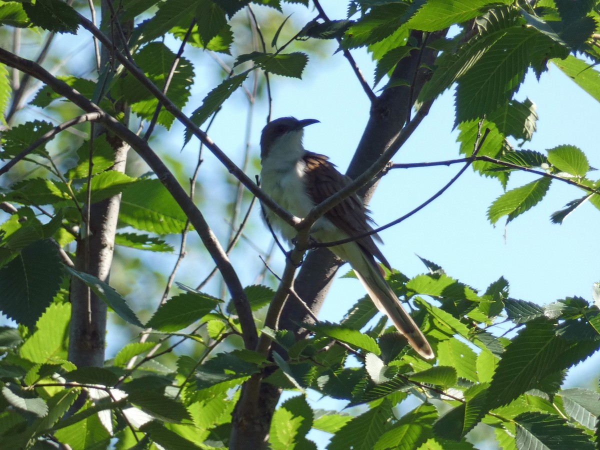 Black-billed Cuckoo - ML463924851