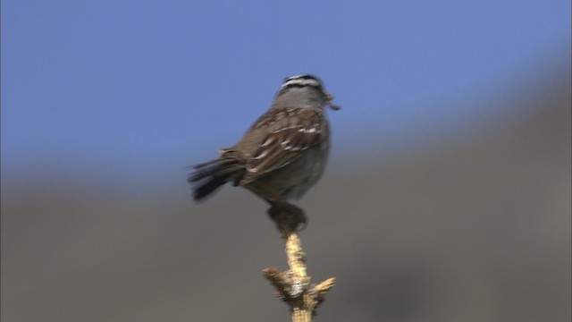 White-crowned Sparrow - ML463925