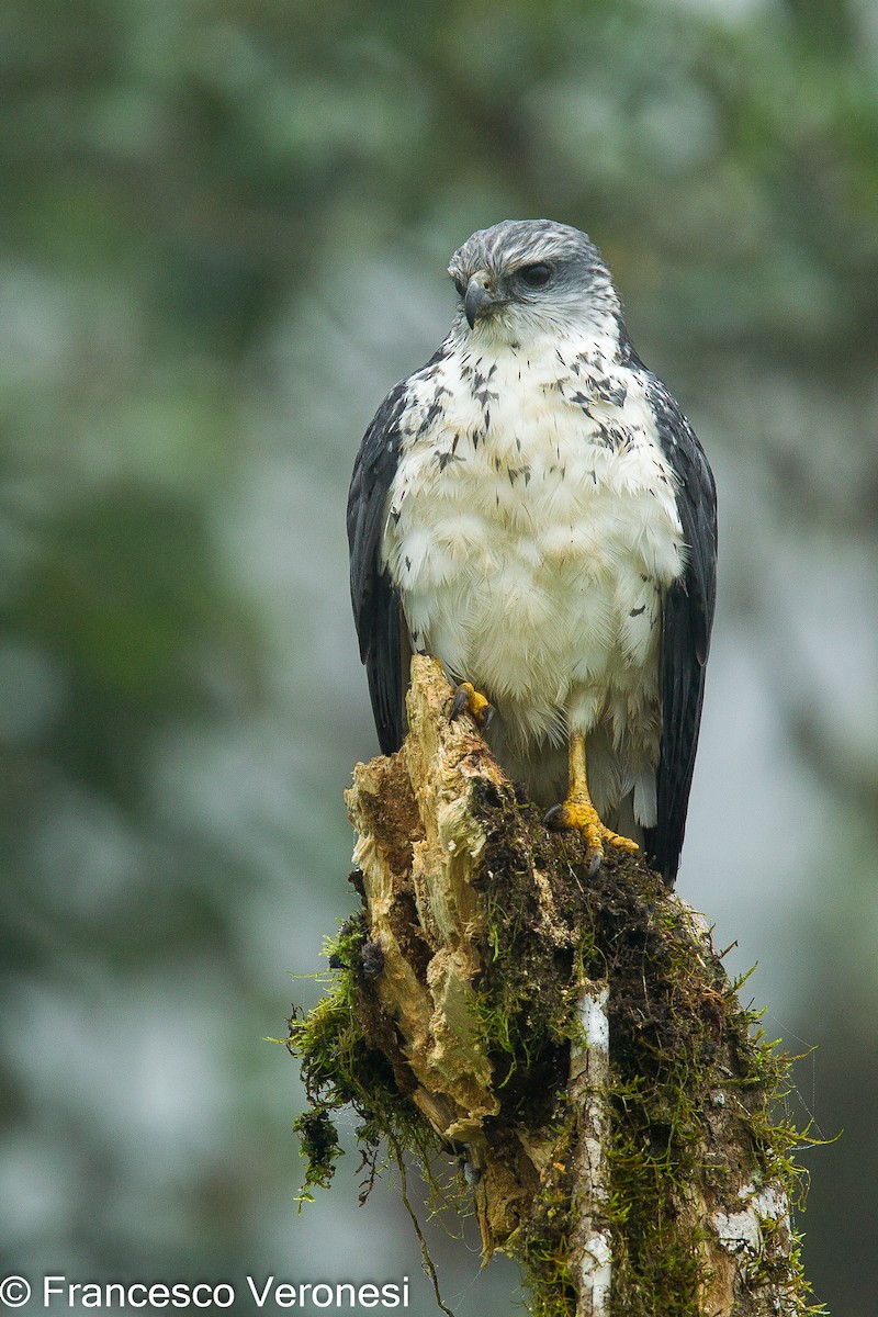 Gray-backed Hawk - ML463925781