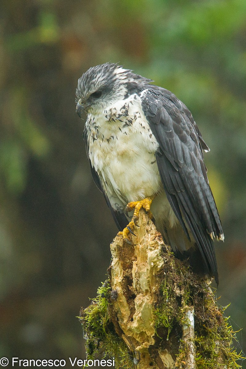 Gray-backed Hawk - ML463925811