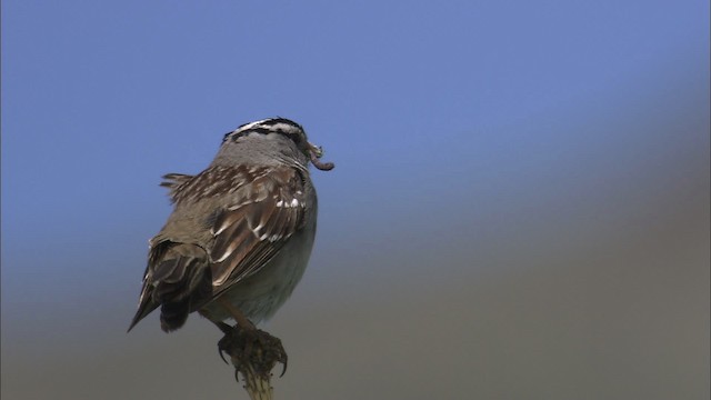 White-crowned Sparrow - ML463926