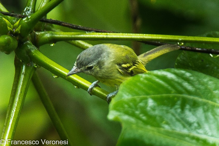 Ashy-headed Tyrannulet - ML463926431