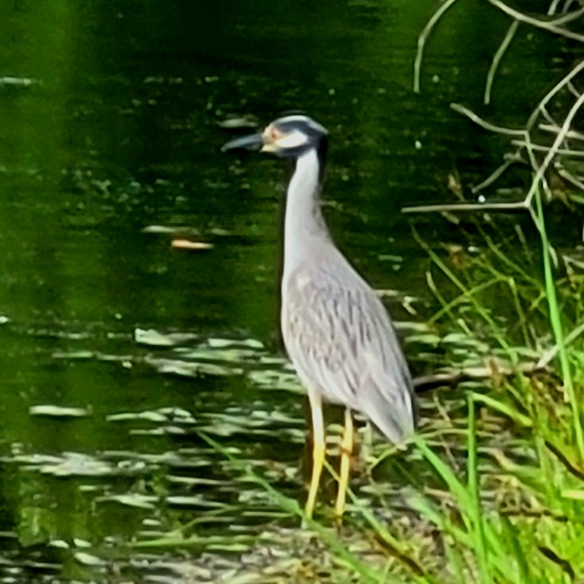 Yellow-crowned Night Heron - ML463926831