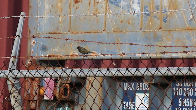 Black-faced Grassquit - ML463927581