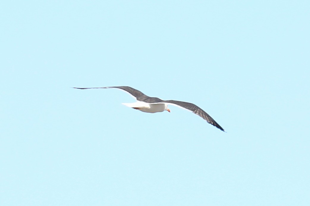 Lesser Black-backed Gull - ML463928051