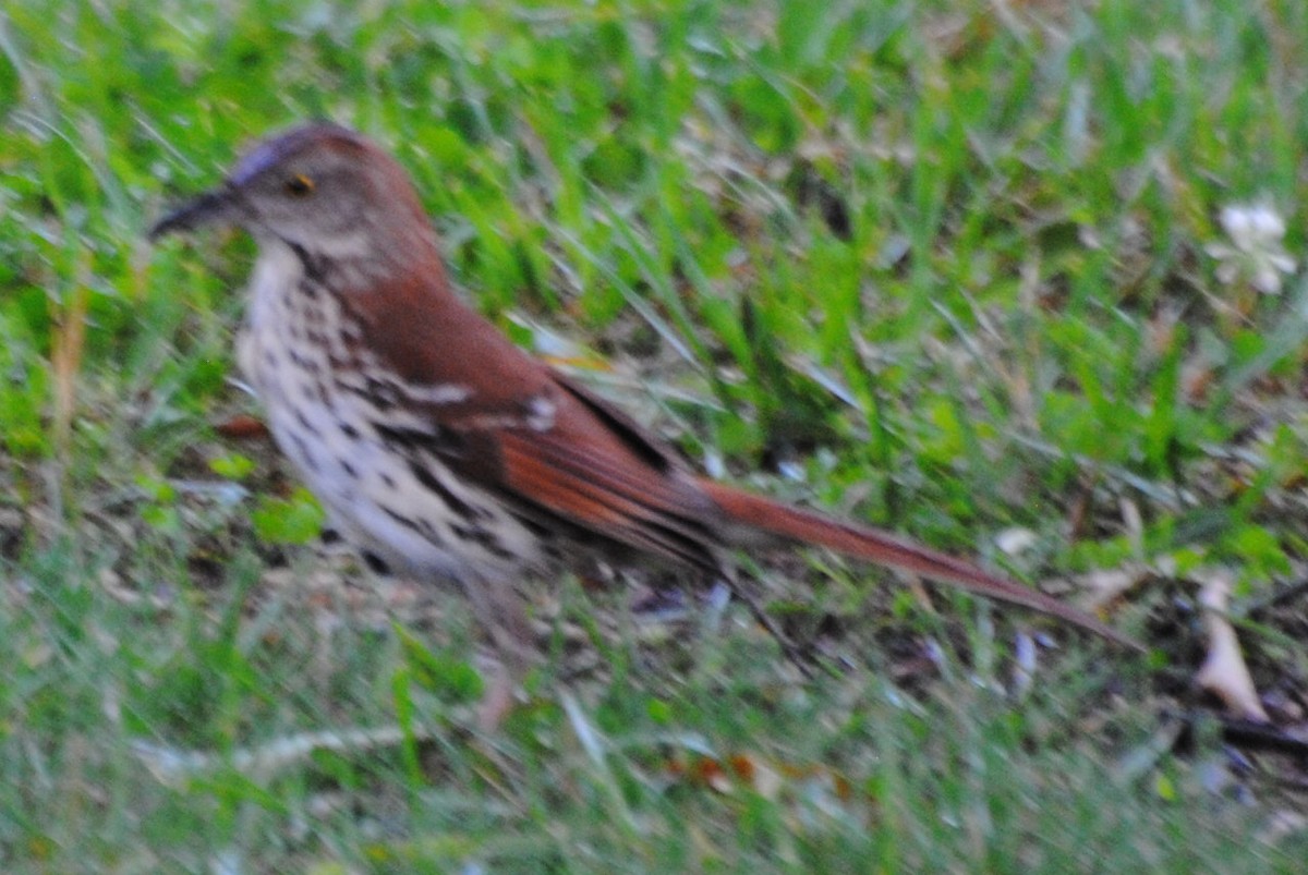 Brown Thrasher - ML463928421