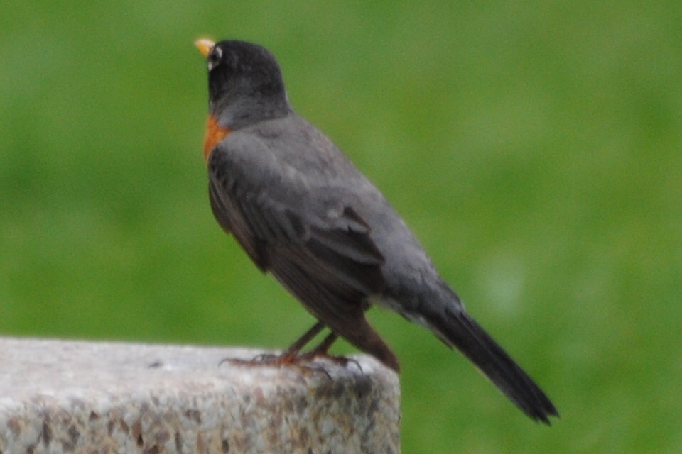 American Robin - ML463930431