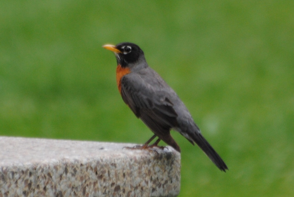 American Robin - ML463930441