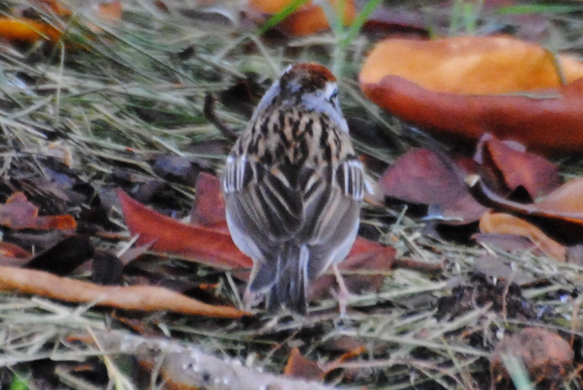 Chipping Sparrow - ML463930741
