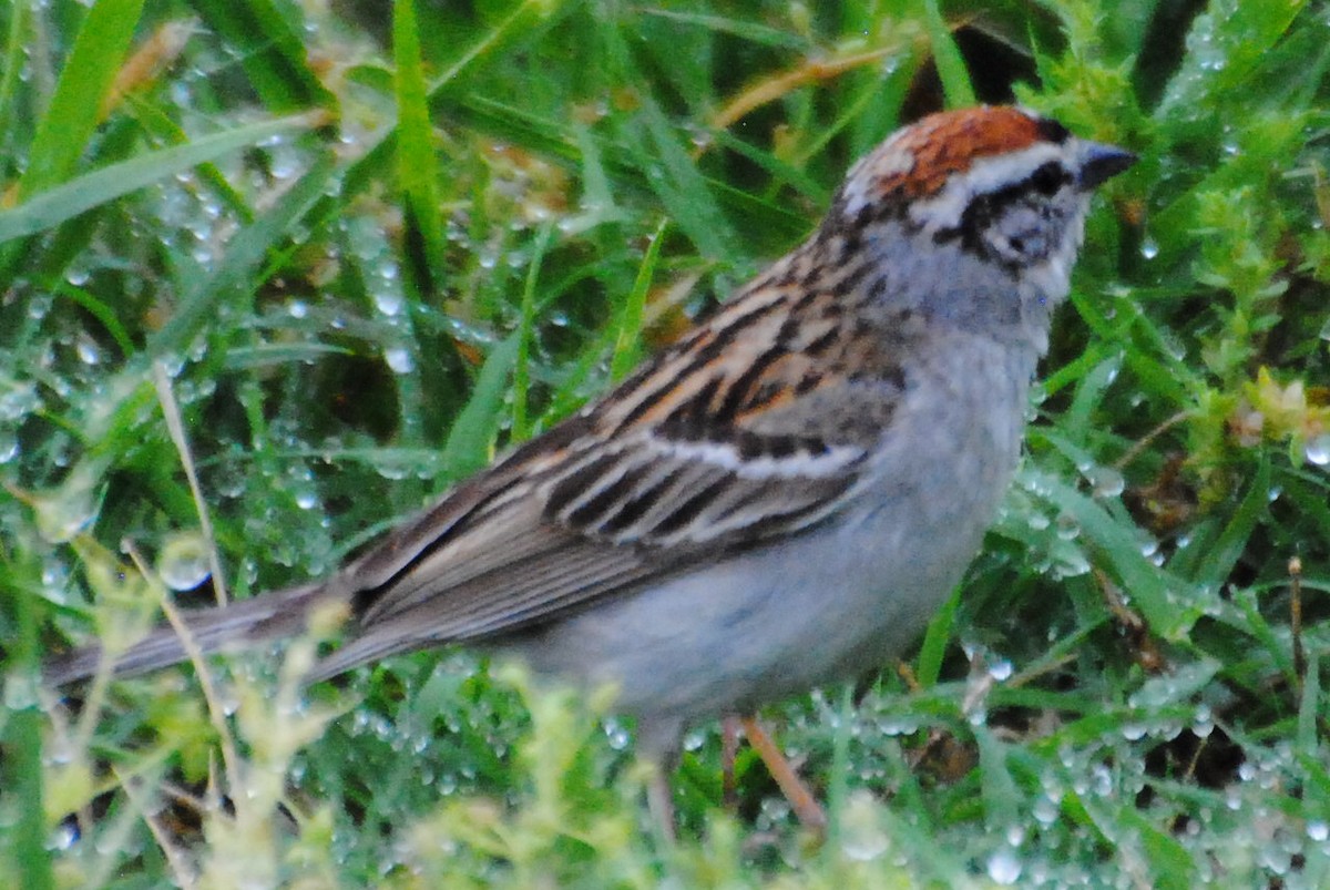 Chipping Sparrow - ML463930751