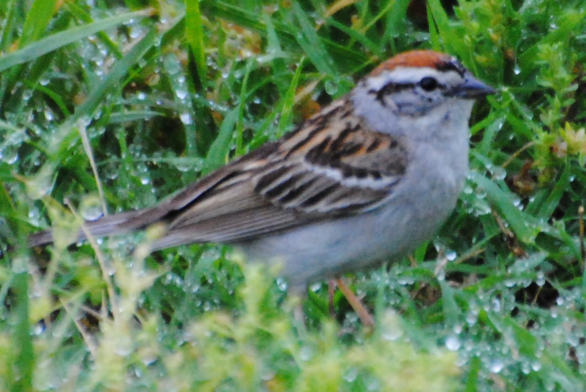 Chipping Sparrow - ML463930761