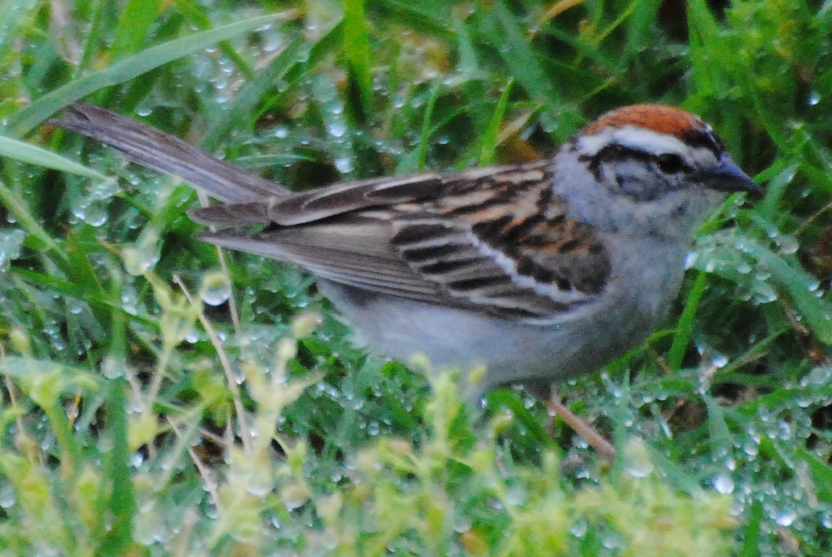 Chipping Sparrow - ML463930771