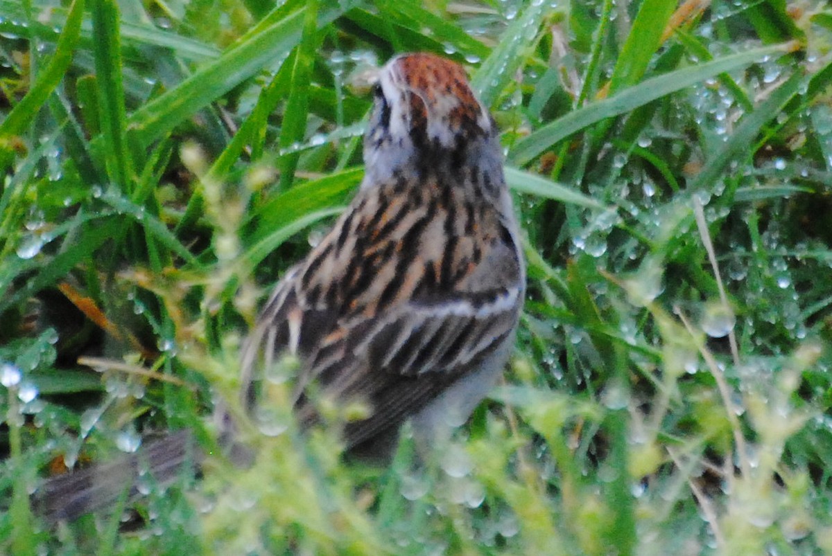 Chipping Sparrow - ML463930781