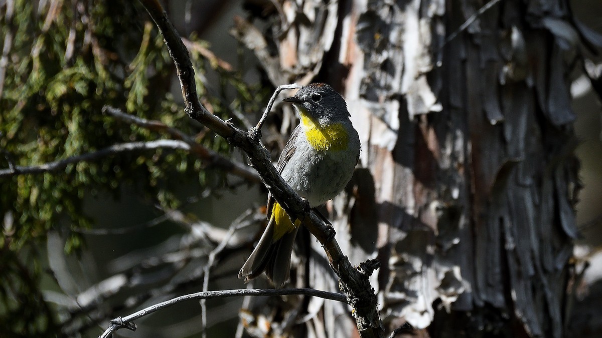 Virginia's Warbler - ML463931431