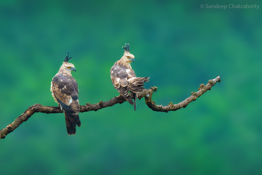 Jerdon's Baza - Sandeep  Chakraborty