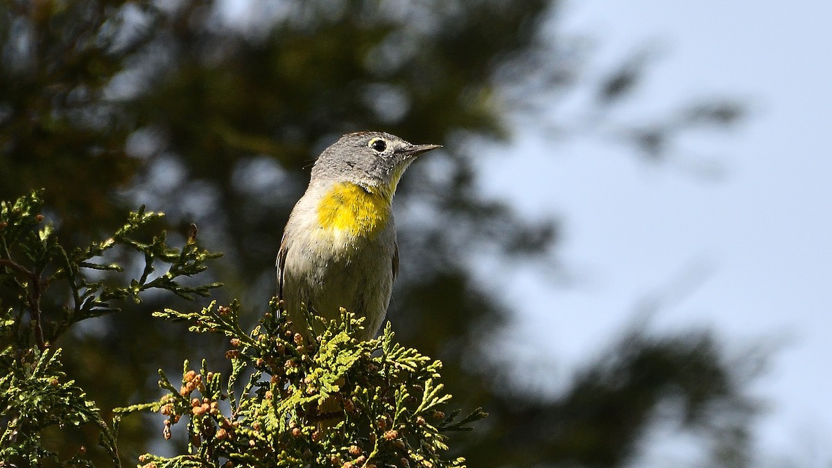 Virginia's Warbler - Steve Butterworth