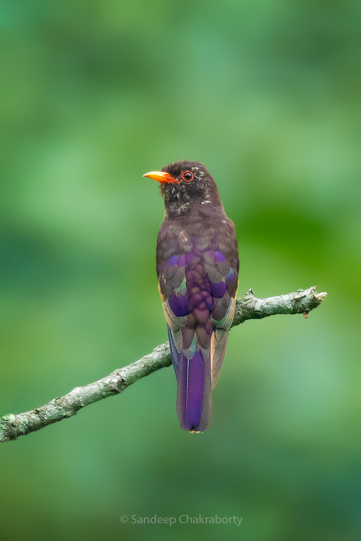 Violet Cuckoo - ML463932281