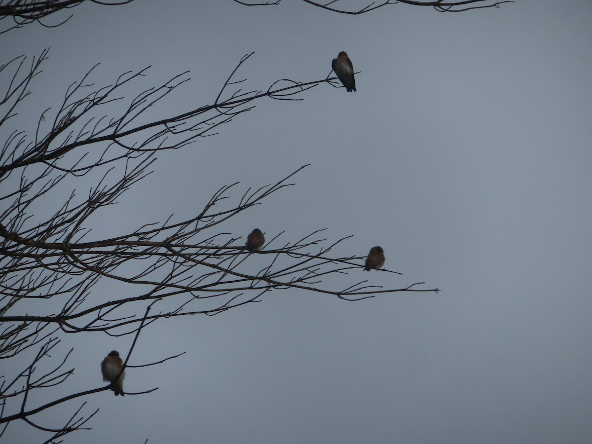 Northern Rough-winged Swallow - ML463932331