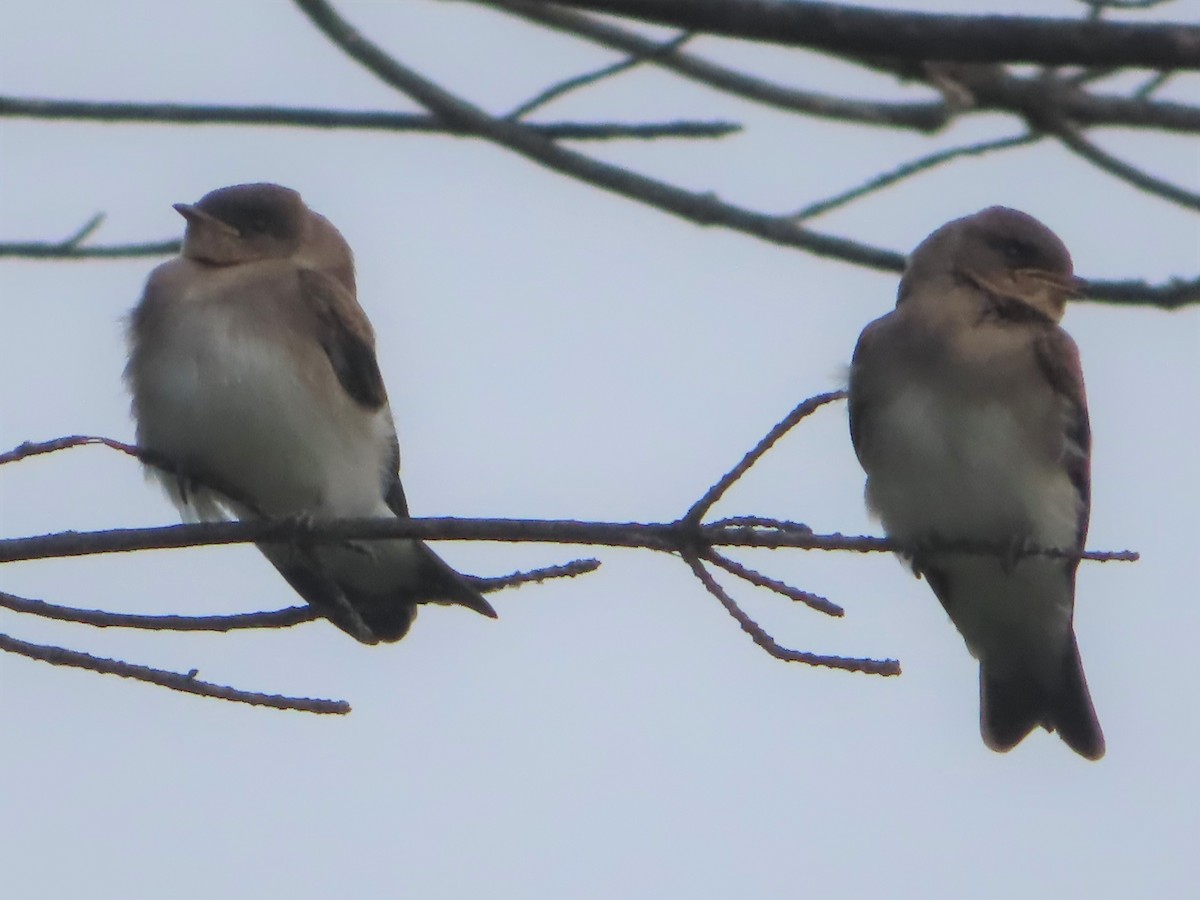 Northern Rough-winged Swallow - Unity Dienes