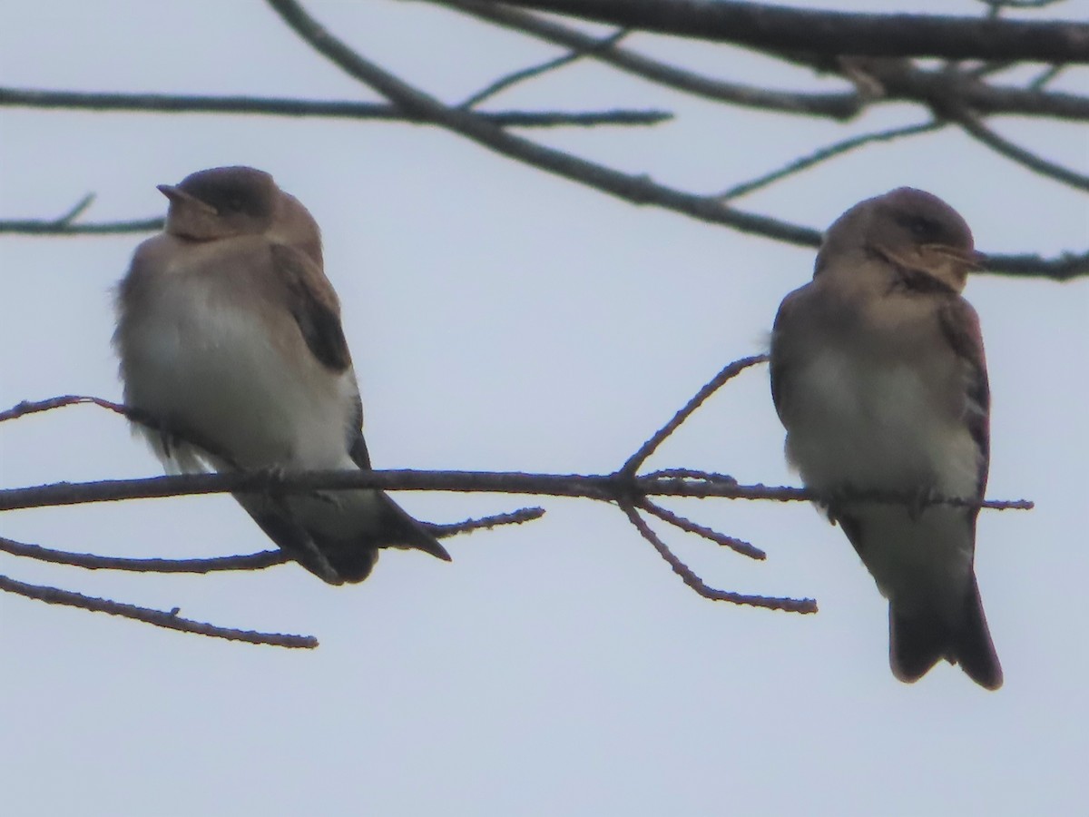 Hirondelle à ailes hérissées - ML463932621