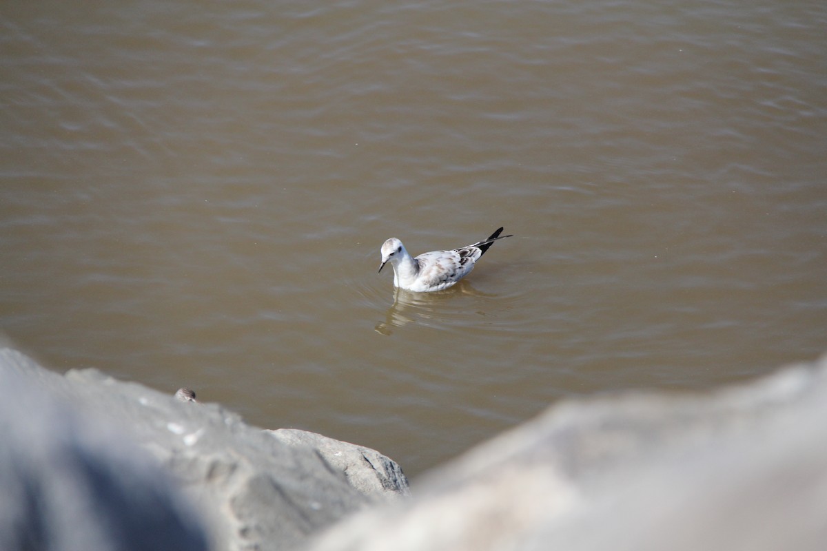 Bonaparte's Gull - ML463933211