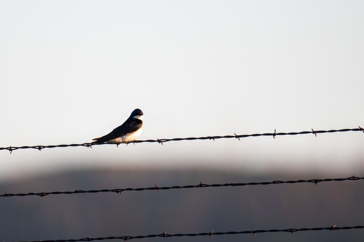 Golondrina Bicolor - ML463933241