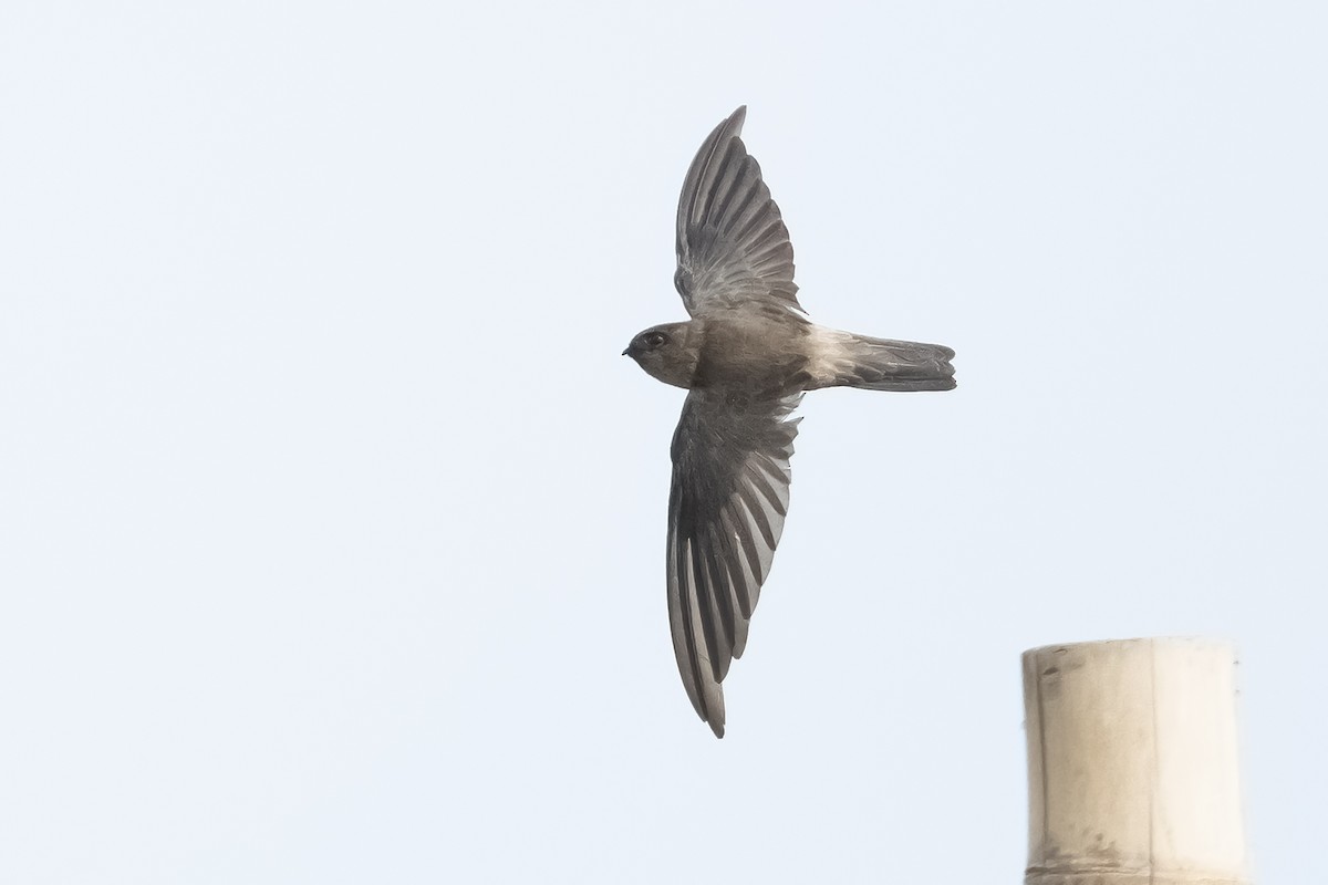 Germain's Swiftlet - Junpha Jartuporn