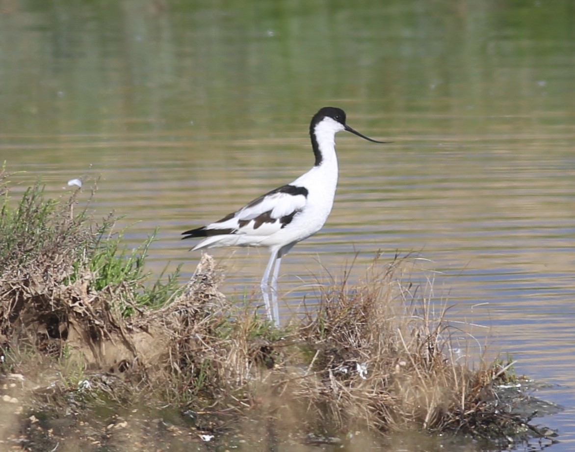 Pied Avocet - ML463936831