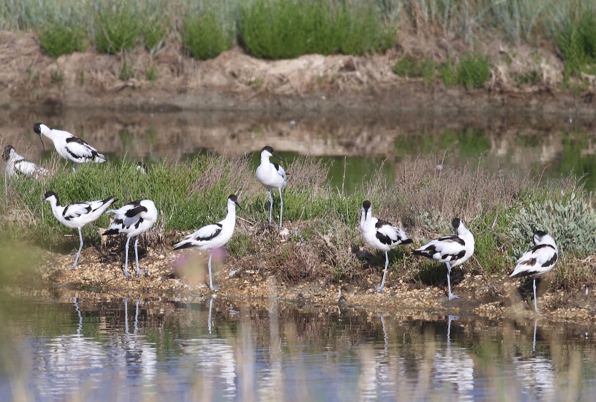 Pied Avocet - ML463937051