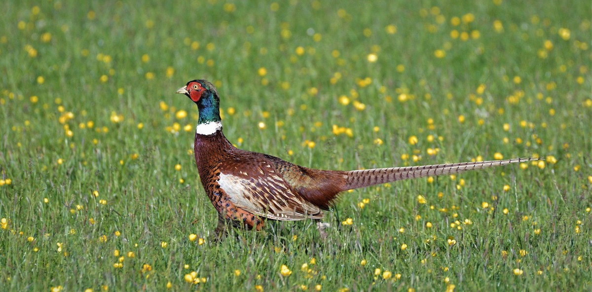 Ring-necked Pheasant - Tomáš Grim