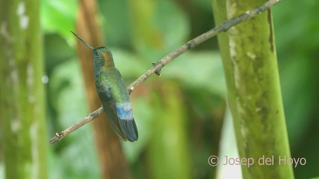 kolibřík modročelý - ML463938371
