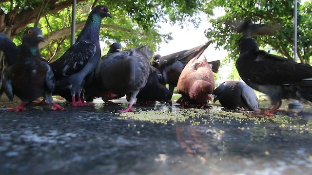 Rock Pigeon (Feral Pigeon) - ML463938681