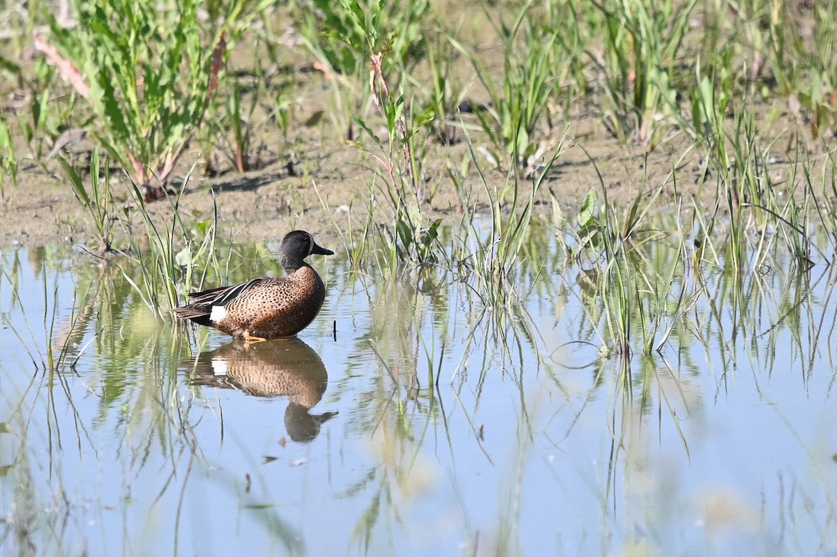 Blue-winged Teal - ML463941151