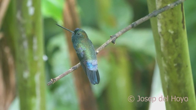 Colibrí Picolanza Menor - ML463941241