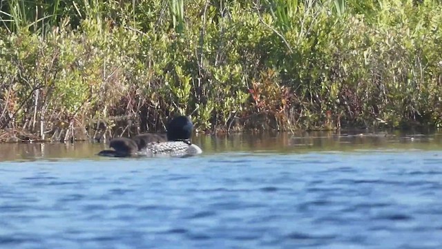 Common Loon - ML463941761