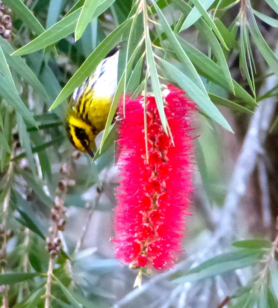 Townsend's Warbler - ML46394191