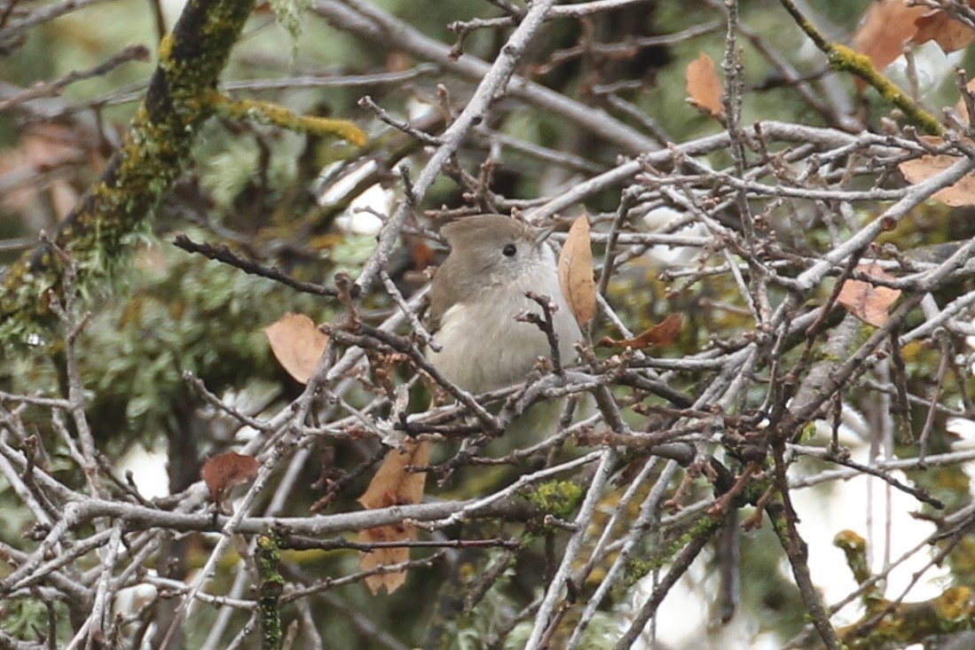 Oak Titmouse - ML46394271