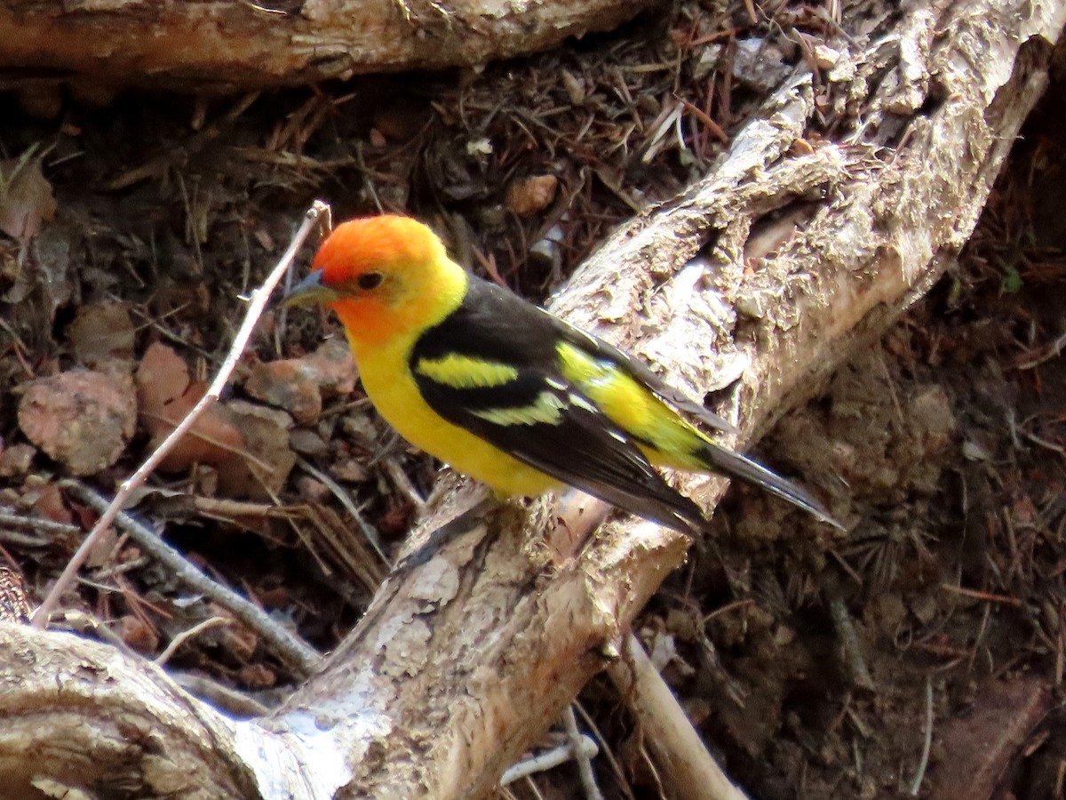 Western Tanager - ML463945221