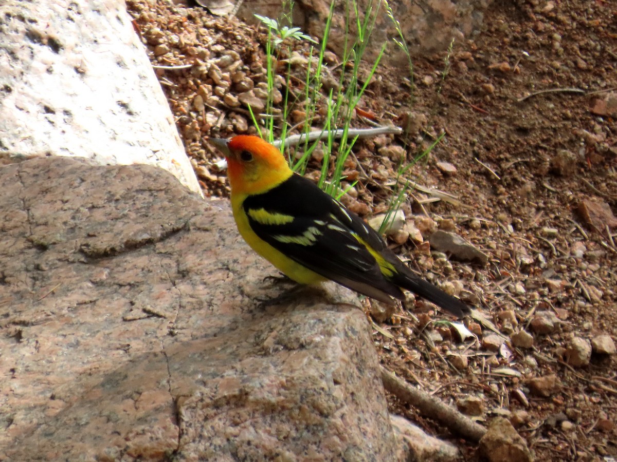 Western Tanager - ML463945261