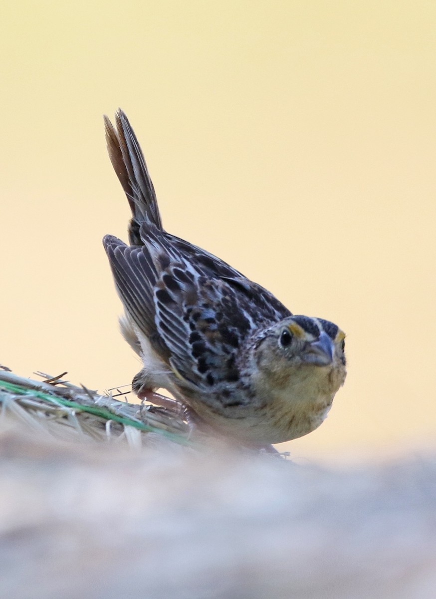 Grasshopper Sparrow - William Parkin
