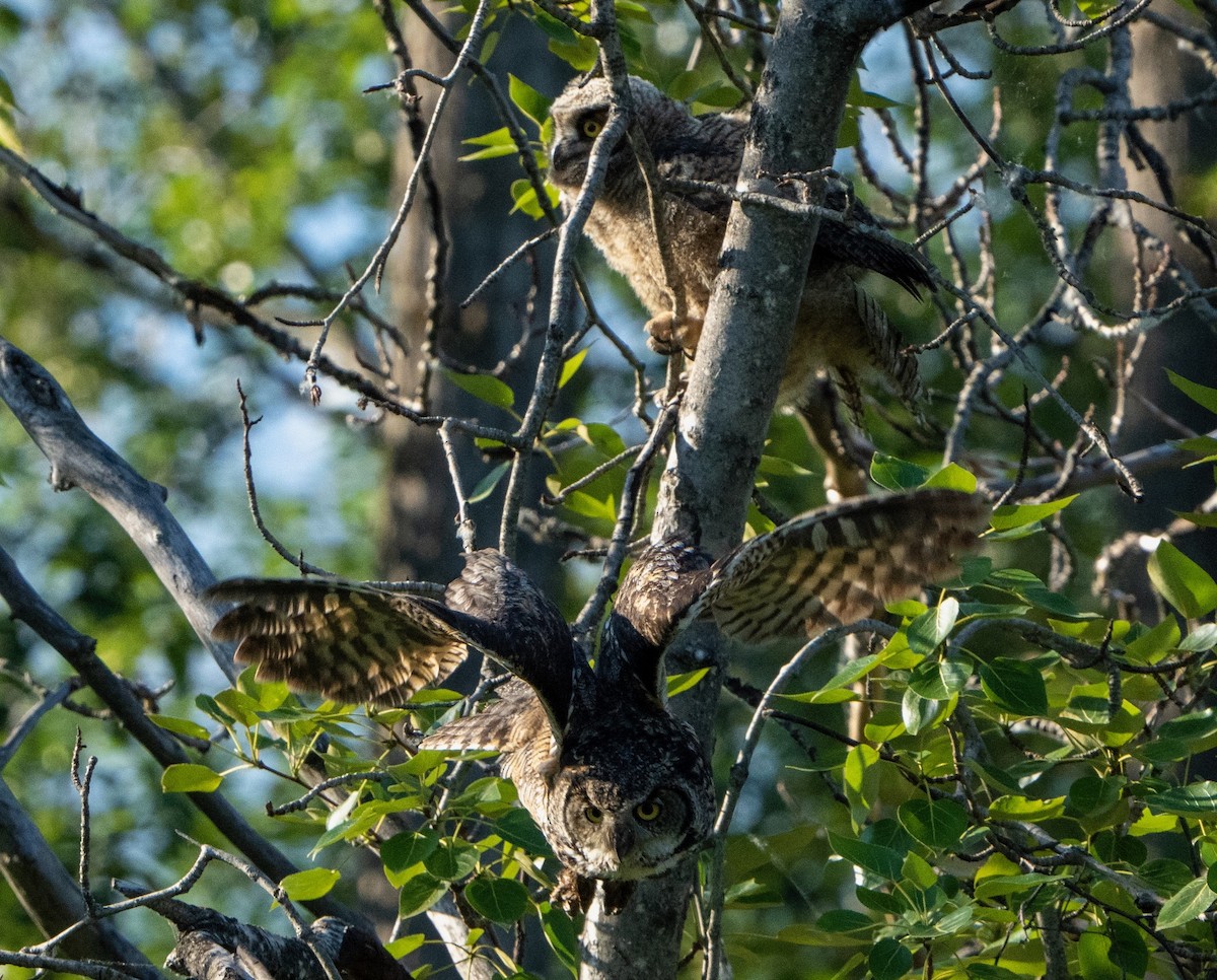 Great Horned Owl - Boomer Hesley