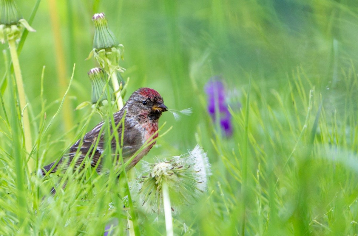 Common Redpoll - ML463947031