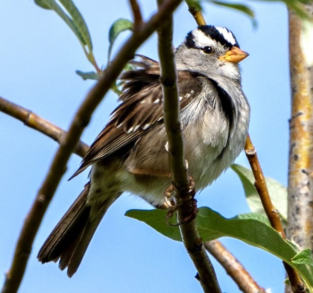 White-crowned Sparrow - ML463947391