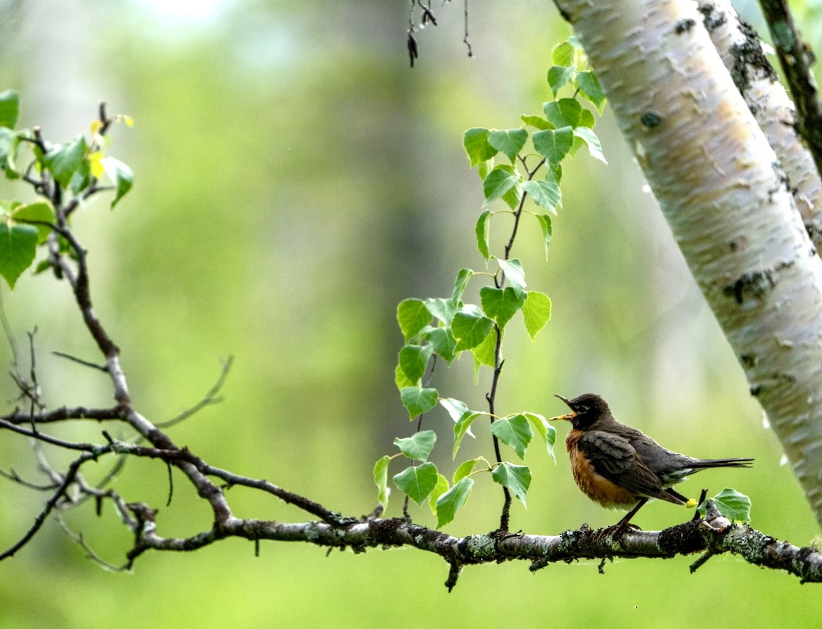 American Robin - ML463947451