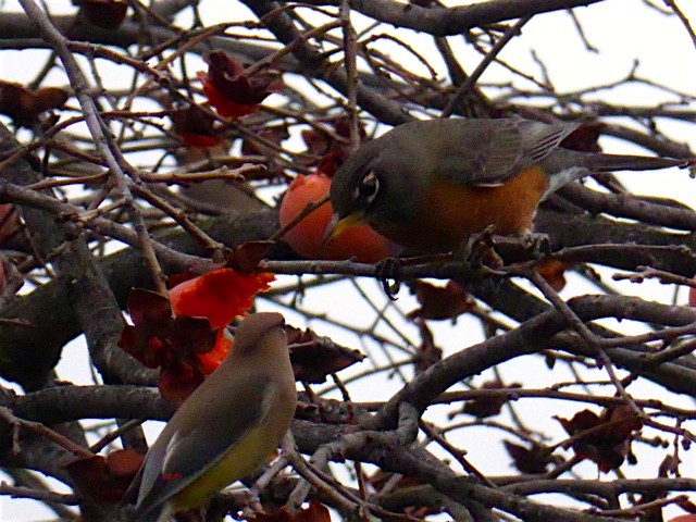 Cedar Waxwing - ML46394841