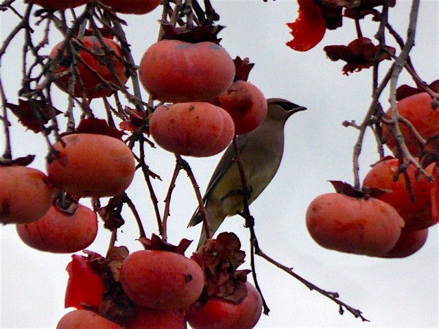 Cedar Waxwing - ML46394881