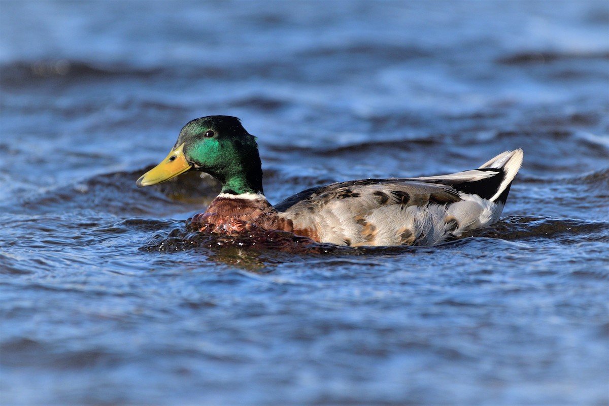 Mallard - Tomáš Grim