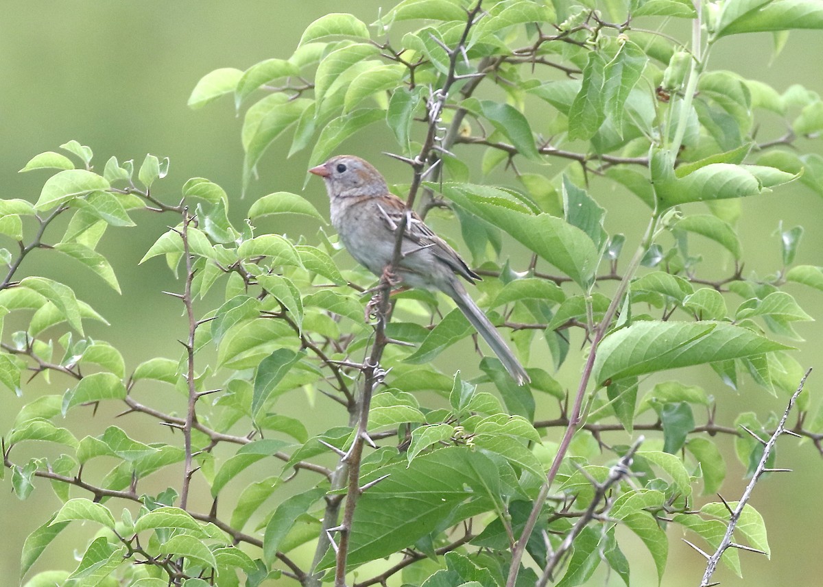 Field Sparrow - ML463949571